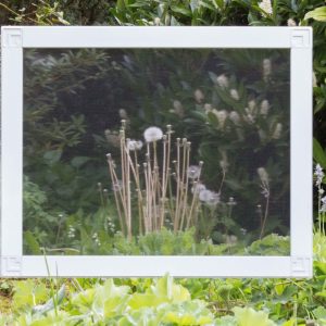 SetWidth1170-poll-tex-dandelion