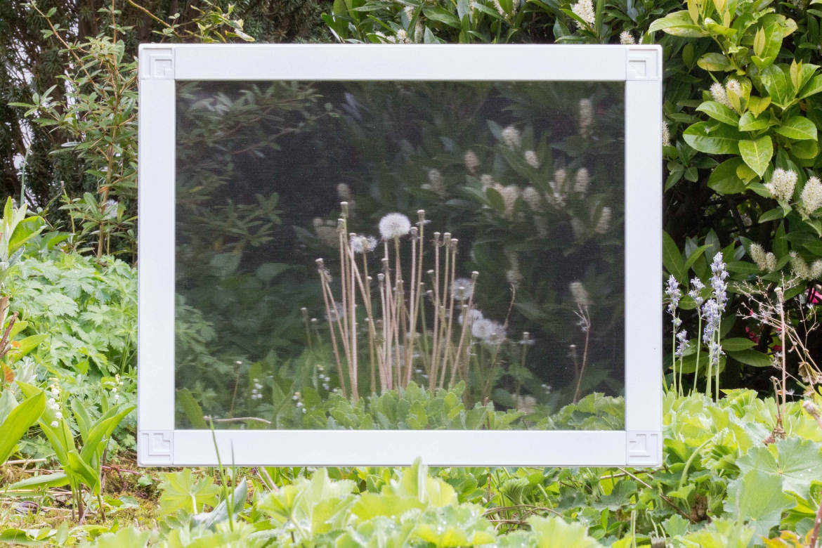 SetWidth1170-poll-tex-dandelion